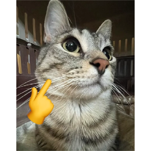 mencalover's tweet photo. @soydodgie incluso si fuera de china seria canon porq el peluche fue hecho en china segun la serie https://t.co/a3OquVKU5Y
