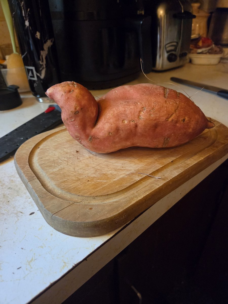 WitchAboutIt's tweet photo. Why does this sweet potato sorta look like a really fat quail and why have i emotionally bonded with it 😭😭 https://t.co/9rimQbz82T