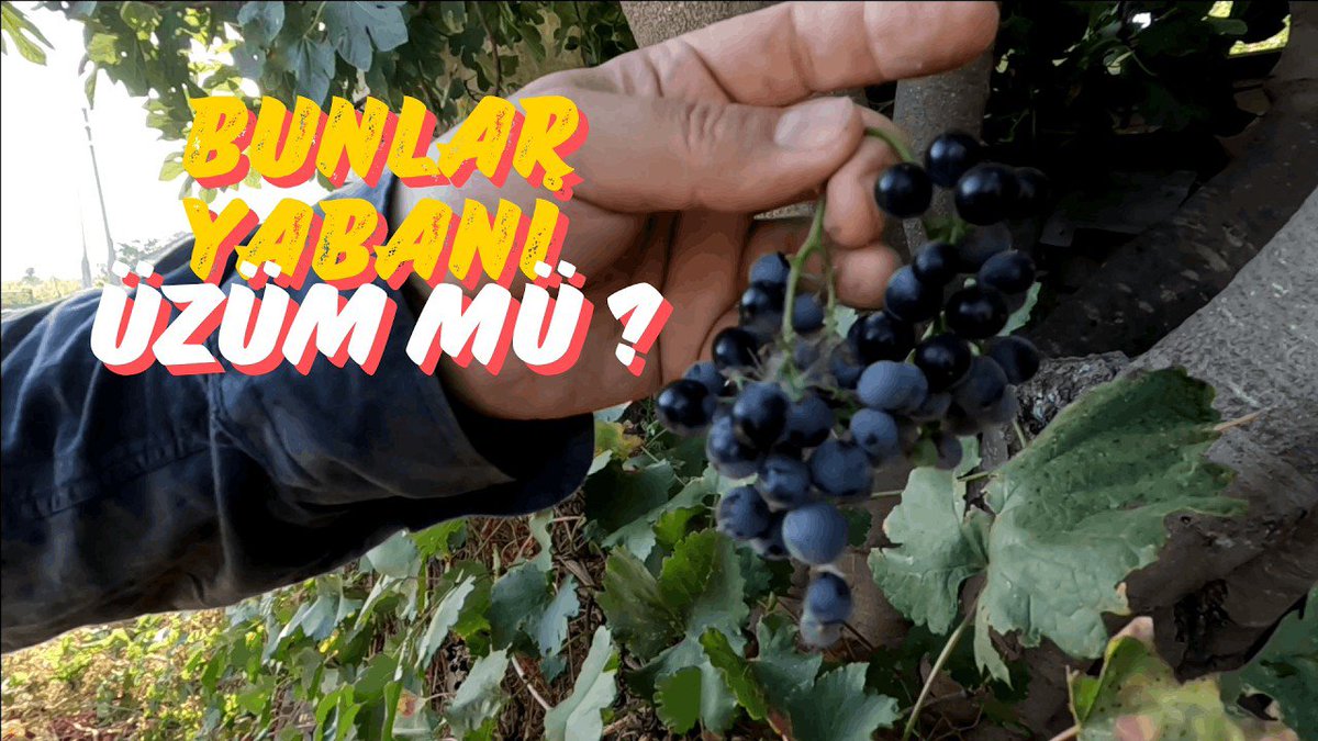 kafkassero's tweet photo. #izmir #bayındır #shorts #reels #toprak #tarım #ziraat #doğa #doğal #nature #naturel #doğalyaşam #garden #gardening #bahçe #köyegöç #bahçecilik #şehirdenköyegöç #köyhayatı #köydeyaşam #keşfet #öneçıkar #keşfetteyiz #keşfetteyim #keşfetedüş #grape https://t.co/i0WOk7XYwc