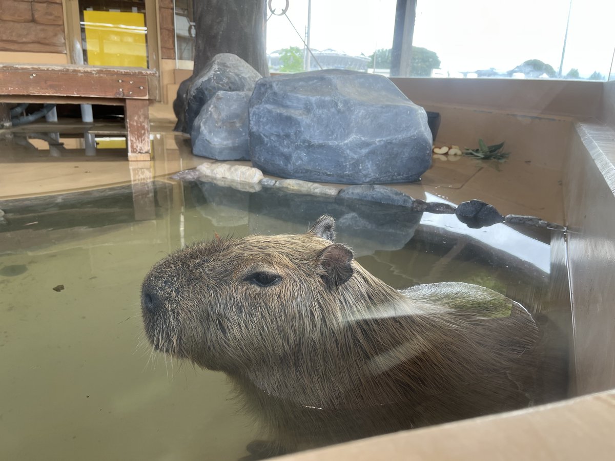 kaminariuo's tweet photo. いくとぴあ食花動物ふれあいセンターに新しく仲間入りしたカピバラ2匹が今日から一般公開されたので行ってきた。しばらく何もいなかったからカピバラが2匹もいるっていいね。名前を募集してるので考えたいな。 https://t.co/cqyn3iKJJ0