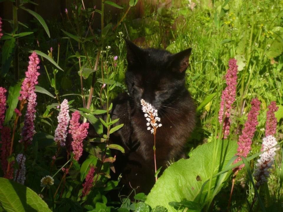 nerdyverz's tweet photo. cats &amp; smelling flowers https://t.co/R9NoohJjuW