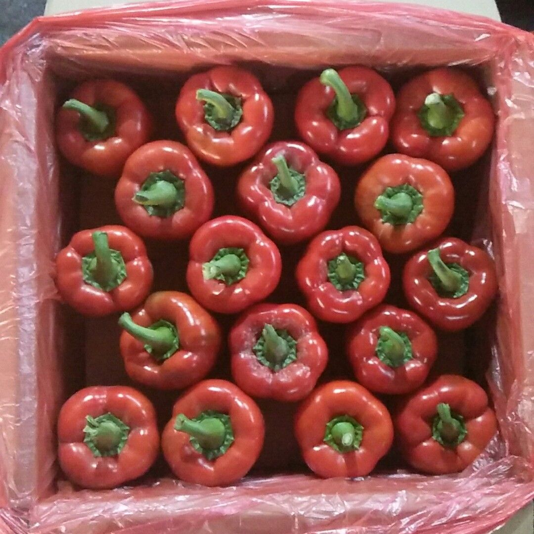 Margarettee4p's tweet photo. Pimiento rojo fresco de huerto, crujiente y lleno de sabor dulce natural. Ideal para ensaladas o rellenos, no te lo pierdas!， https://t.co/OQ6eF8ybU4