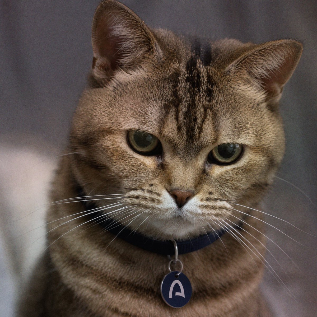 BeanCatArc_'s tweet photo. how did you first hear about the cat? genuinely curious who's been out there telling people https://t.co/d1FmhXvHky