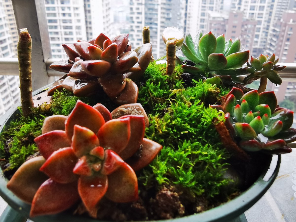 KatlynOrgaksy's tweet photo. Para mantener tus suculentas saludables, riega solo cuando la tierra esté completamente seca y colócalas en un lugar con luz indirecta brillante.  #CuidadoDePlantas https://t.co/SDFcFTuEVb