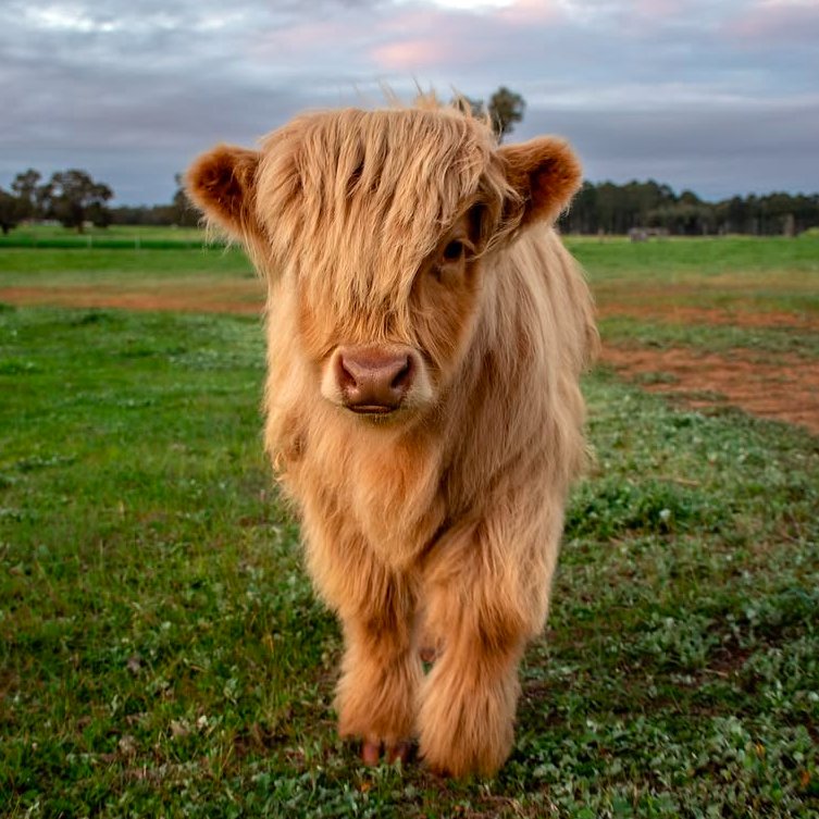 CowoftheDay1's tweet photo. 📅  24th September 2026
🏷️  Instagram/bailup_farm
💕  #animaloftheday https://t.co/WDPk5LHyAq