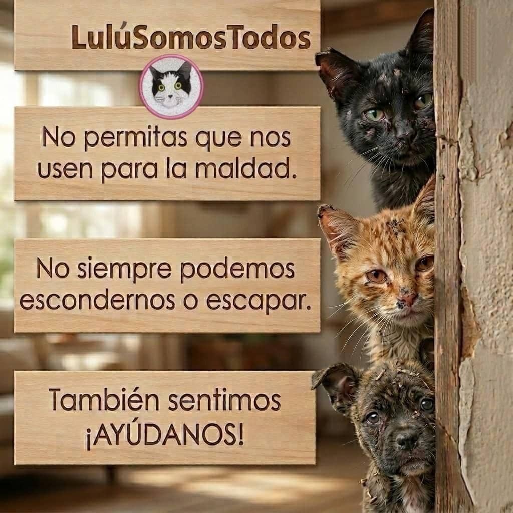 NuriTrejo's tweet photo. #20Sep. Requisitos obligatorios para la adopción y/o tenencia de 🐱 y 🐶: Conocer el antes, monitorear el durante y asegurar el después. Garantía que podemos darle a los peludos de que todo irá bien. #AdopcionResponsable. #NoLosMaltrates.
¡Lulú Somos Todos! https://t.co/5DsSyngNQM