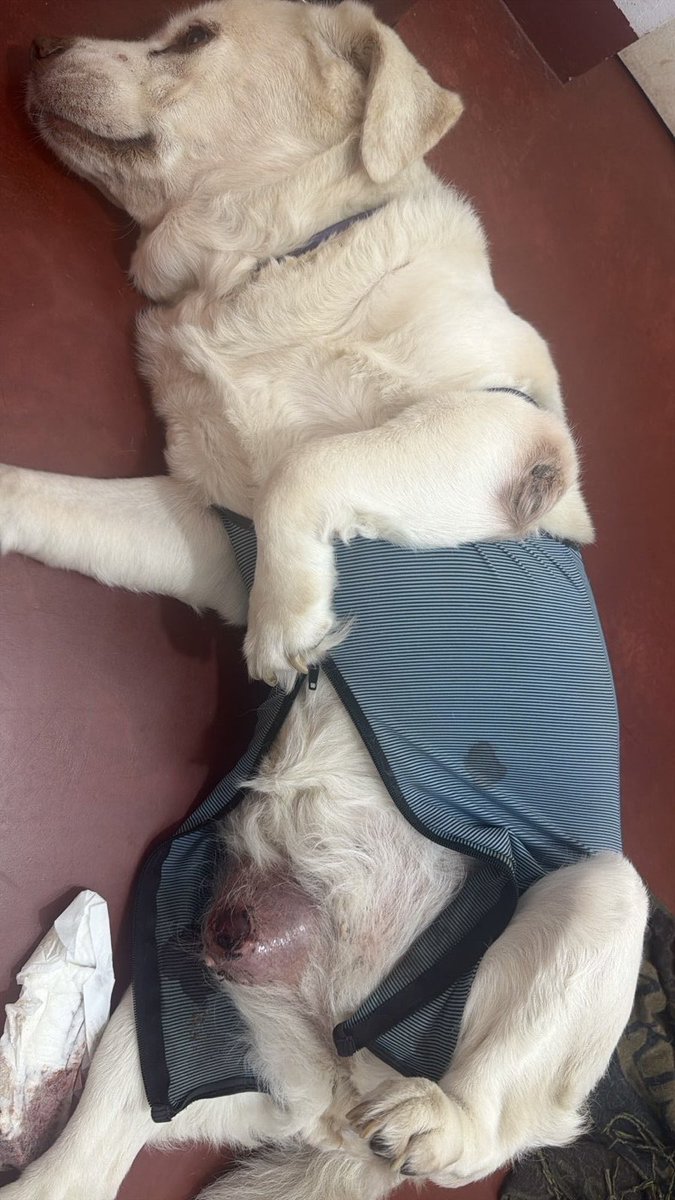 pawssperu's tweet photo. No nos damos abasto, y los casos más críticos como viejita necesitan de sus licuados proteicos. Una lata de hills cuesta más de 20 soles. Apelamos al corazón de todos nuestros seguidores para que nos apoyen por favor. 🥺🙏🏼
Yape/plin; 941 394 340 https://t.co/gRhjTxfFxM