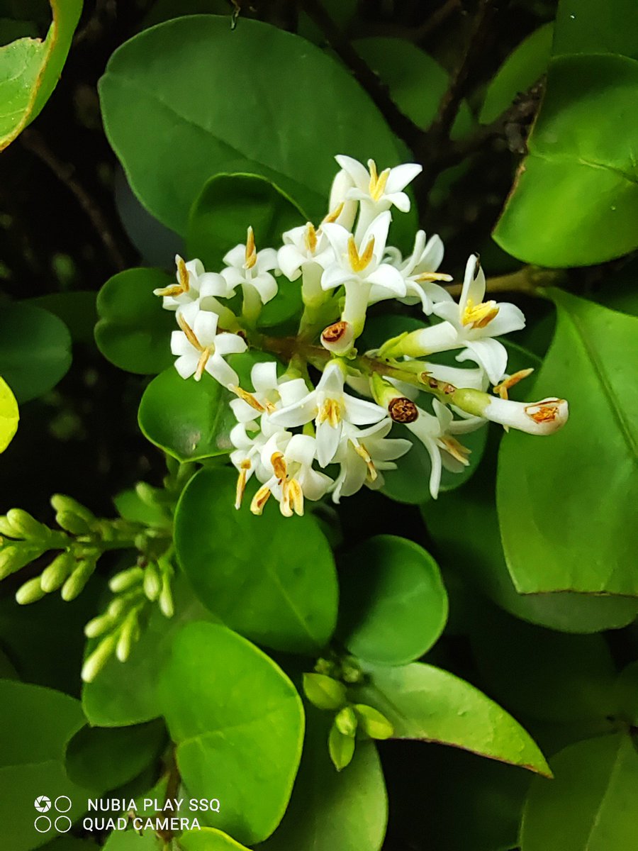 MichellVeslur's tweet photo. Hoy me sentí un poco melancólica, recordando a mi abuela en el patio con las flores. https://t.co/QDugMxRUzK