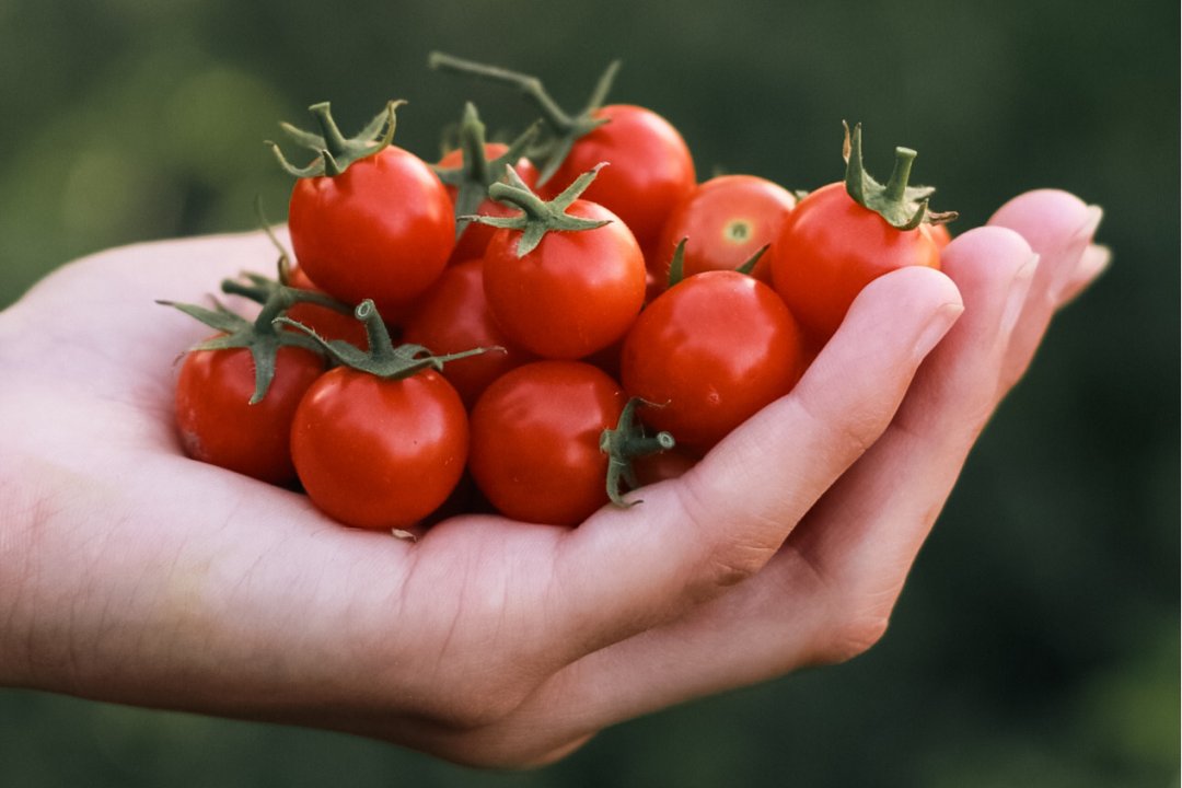 otteu766397's tweet photo. Fresh organic cherry tomatoes just hit the market! Sweet, juicy, and bursting with natural flavor — perfect for salads or snacking. 10/10 would repurchase! https://t.co/Vq8UKESmqs