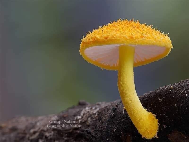 Hana_b30's tweet photo. Some of the most beautiful fungus in the world 🍄 https://t.co/3d9Ufw4hGS