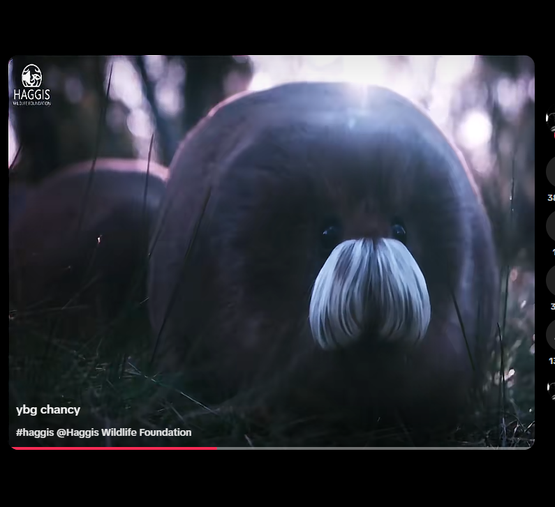 lebombjam's tweet photo. Not sure how we have never ran this, a mythical species of cute animals named "Haggis" is taking over the internet!

Millions of views across TikTok and IG this little animal is blowing up everywhere!

It has an entire foundation dedicated to it posting content daily and keeping the legend of the haggis alive!

Somehow this has never ran! Check it out!

https://t.co/fHqvy89Bew

https://t.co/yOa5a41N0q

https://t.co/xCg5QzkTwT

https://t.co/b7Iw36AcDS
