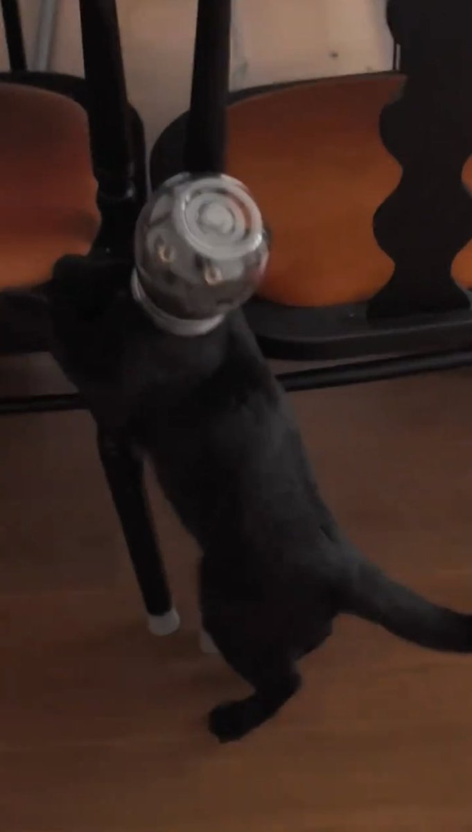 NoCatsNoLife_m's tweet photo. Bro knocked over a plant pot and accidentally became an astronaut 😂🧡🚀 But please help him out of it right away so he can breathe safely! https://t.co/ftaZpWcqlq