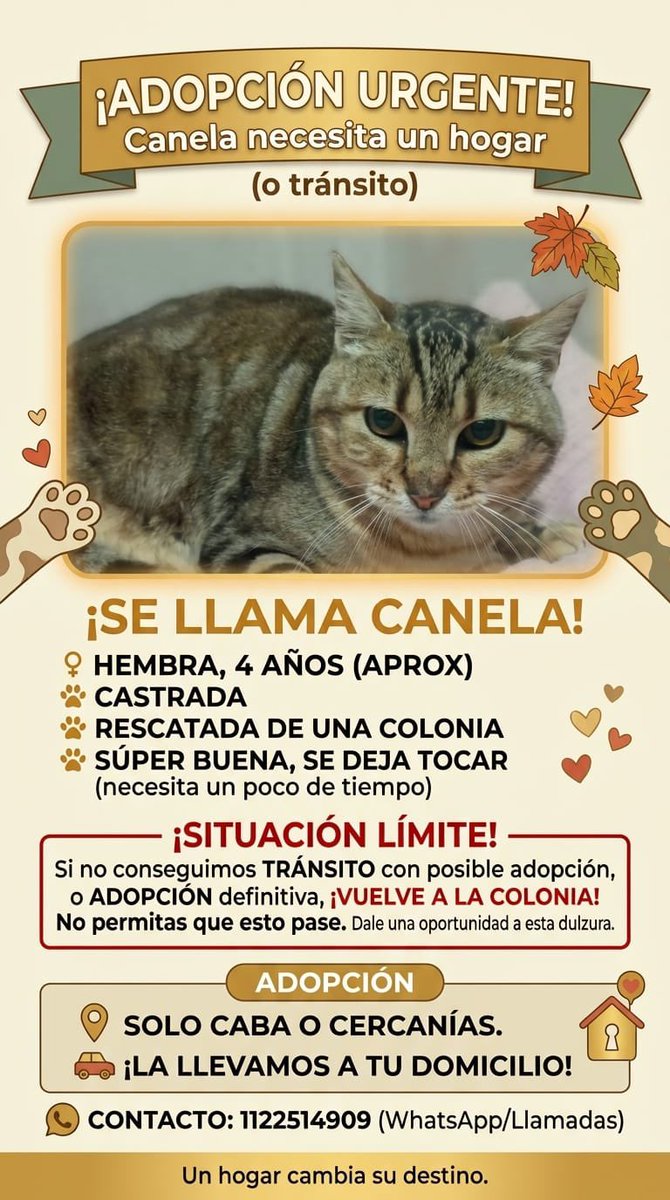 MerlinaAdamss's tweet photo. Gatita en adopción 🚨🚨
Zona Mataderos. Ciudad de Bs As 
Contacto en el flyer 
Por favor RT 🙏🏻 https://t.co/ZjD9rFvFmx