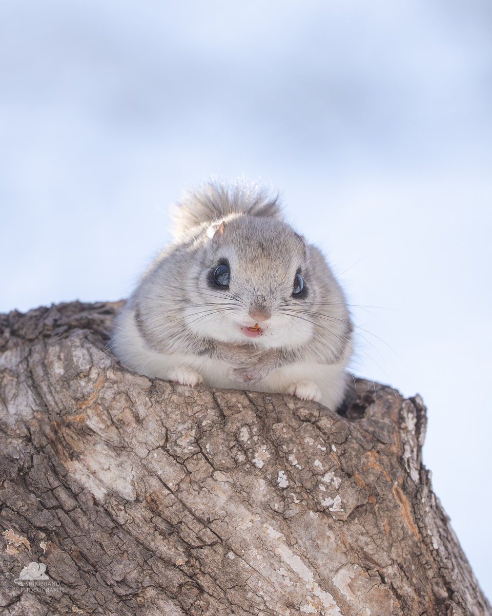 EvolveWildlife's tweet photo. To survive harsh Hokkaido winters, the Ezo flying squirrel relies on a dense thermal coat and communal roosting in tree cavities.

📷 Shikibrand https://t.co/fZoMCm1OVw