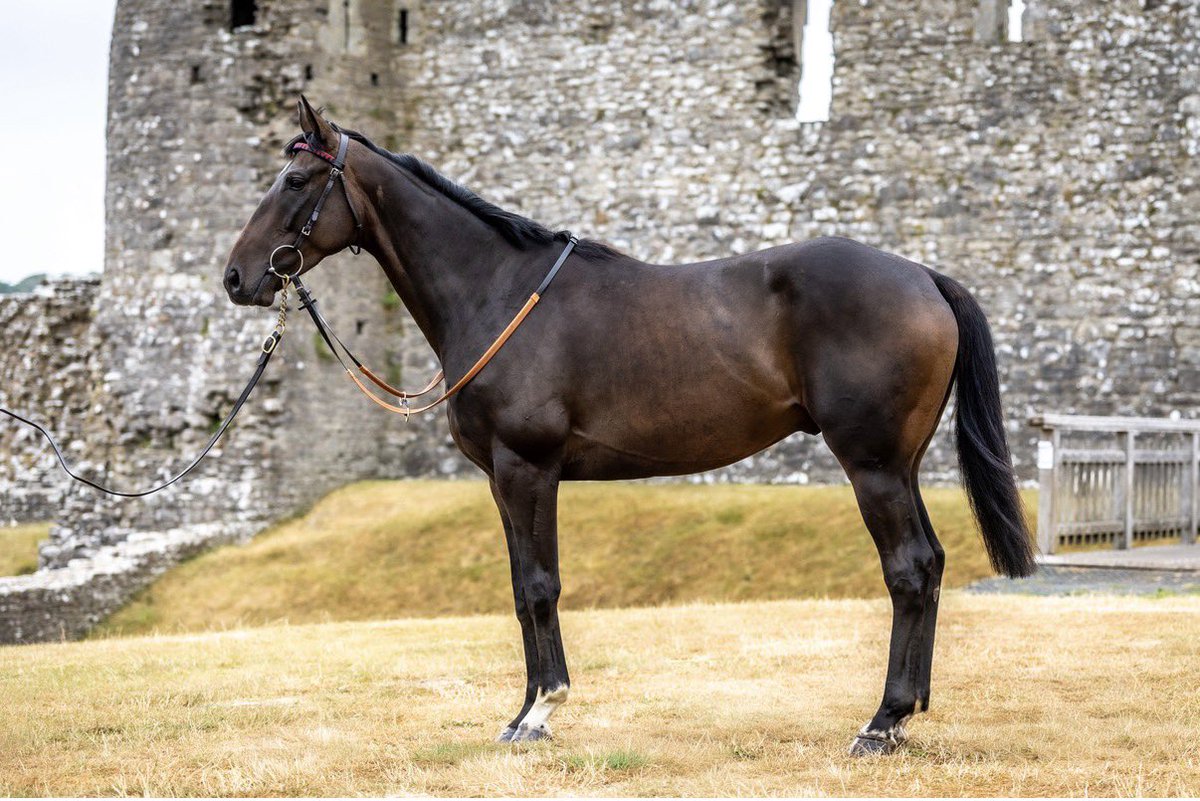 CWilliamsRacing's tweet photo. Two 20% shares available in the exciting Wheresdcueballgoin 🎱

A scopey, athletic 4yo by Blue Bresil, he has a great presence and all the attributes we look for in a young NH horse.

20% share - £5,000.

Further details &amp; training fees 📩 megan@christianwilliamsracing.com https://t.co/6BUnUx0BoY