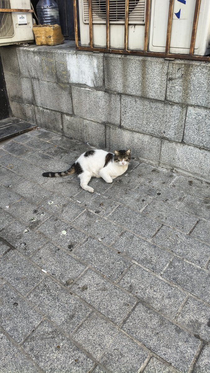 cocomelonckz's tweet photo. Dropping the next phase of my signal processing research at https://t.co/cFe7Twvtw5 in this year
#catstanbul #malware #cats #signal #fsk #research #programming #cybersec https://t.co/nyZgHRw8Ae