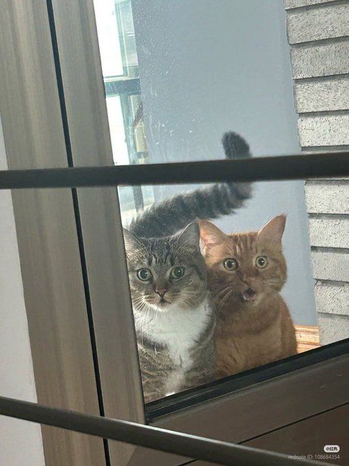 TweetsOfCats's tweet photo. 😮 😧 https://t.co/LDZfz1JFgb