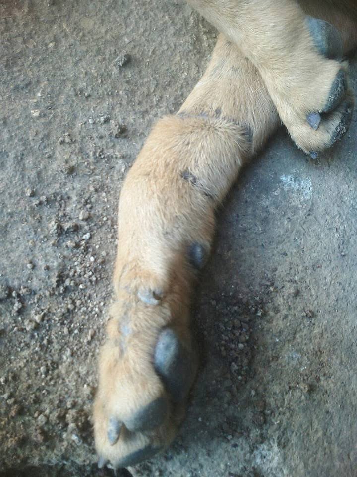 bopo_jodhipati's tweet photo. Ini foto si gombloh dulu, dipelihara dari kecil, pas udah gede malah dimakan orang

Ini dia juga luka2 di kaki karena sempet dijerat orang dan keseret motor orang yang mau nyulik dia, eh setan bener pas seminggu setelah foto ini diambil, dia diculik lagi dan pas bokap nyari ke tempat makan yang nyediain daging anjing gitu dia udah mati dan badannya udah kepotong2

Bokap gw ngamuk semua digaplokin yg di situ, bokap dikroyok kalah jumlah, bokap mundur ngambil traktor ferguson (dulu bokap supir traktor) langsung balik lagi sama temen2 nya nabrakin itu traktor ke gubuk tempat dagangnya sampe rubuh, rame banget dah dulu.