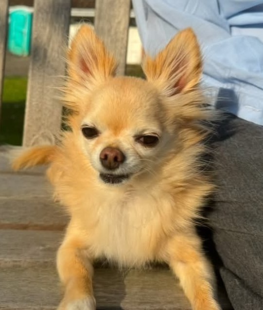 MissingPetsGB's tweet photo. Missing Chihuahua £1000 Reward
From Enderby area of Leicester.

CAN YOU HELP FIND MISSING TIMMY, SUPPORT DOG TO ELDERLY MAN WITH VASCULAR DEMENTIA

TIMMY went missing early morning 31 January 2025 from his garden in Gayton Heights, Enderby.  LE18

Please share #stolendoghour https://t.co/MdSk8QKUBK