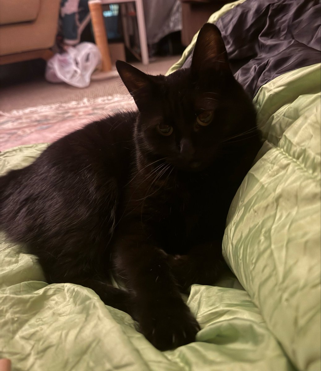 Cailleachthecat's tweet photo. did u know. there can be bed AND bag. togefer. WOW those are my two fav fings https://t.co/c8pJ8Miq3e