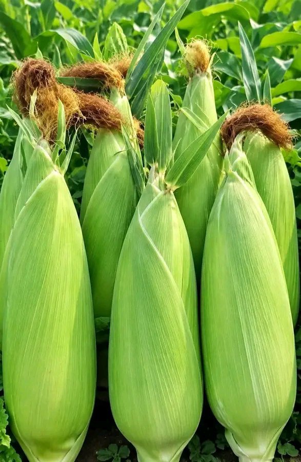 Mich4187's tweet photo. Great harvest is coming. https://t.co/FnEaNBuTsA