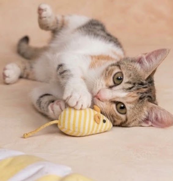 f_lo_morant's tweet photo. KIRA EN ADOPCIÓN! Es una gatita tricolor de 3 meses. Es muy buena y tranquila. Le encantan las caricias y jugar con ratoncitos. Se lleva bien con otros gatos. Es negativa a leucemia e inmunodeficiencia. Está en Alicante pero puede viajar.

655 44 15 14 Ainhoa. https://t.co/kHYo19ZBV5