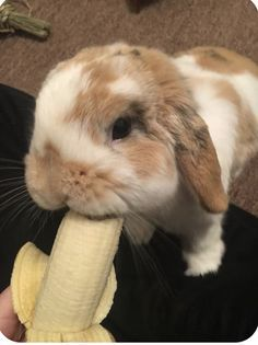 ashyaywoohoo's tweet photo. the nanner eater https://t.co/I4Dzct8VRn