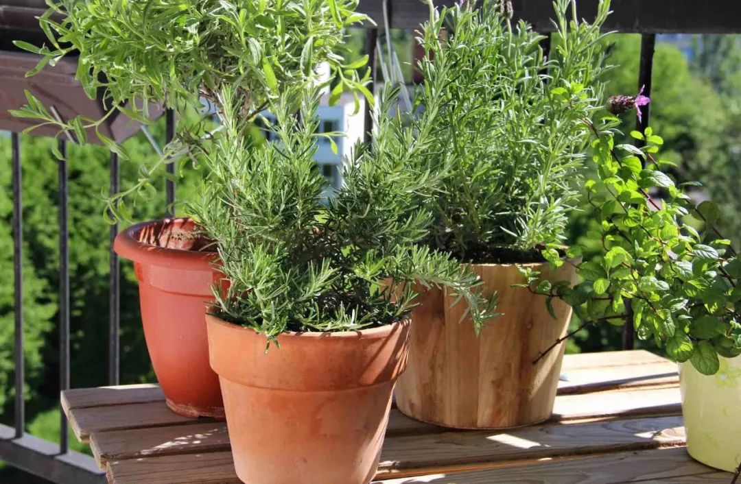yelln062789's tweet photo. Just finished this upcycled mason jar herb planter  Took 10 mins and saved old jars from the trash—small DIY, big win for the kitchen! https://t.co/G0yBjMLXHs