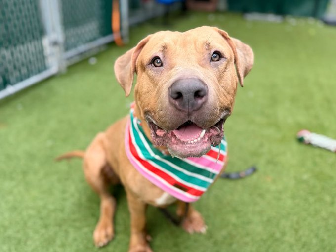 notthesameone2's tweet photo. Maxime is checking in to see if anyone has offered to foster or adopt her yet: https://t.co/PY7kqeOa8r