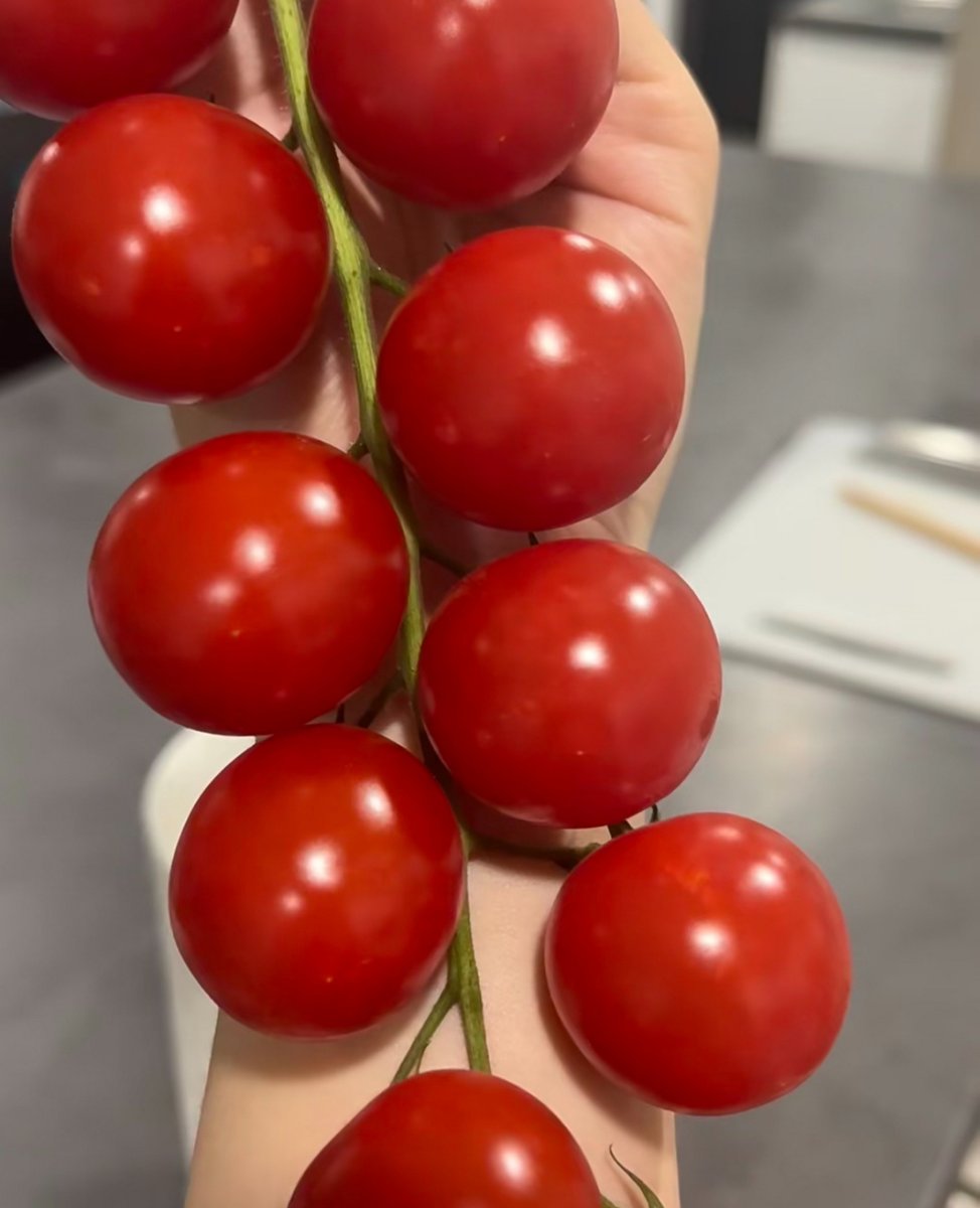 MiguelMonthbof's tweet photo. This juicy, sweet fresh cherry tomato from the local farm is a game-changer for salad! Plump, bursting with flavor without any weird aftertaste—grab a pack if you spot it at your market https://t.co/5ysg7iueqK