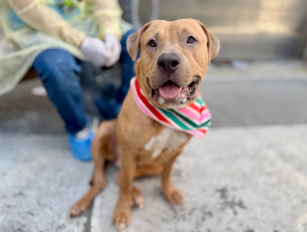notthesameone2's tweet photo. Maxime is checking in to see if anyone has offered to foster or adopt her yet: https://t.co/PY7kqeOa8r