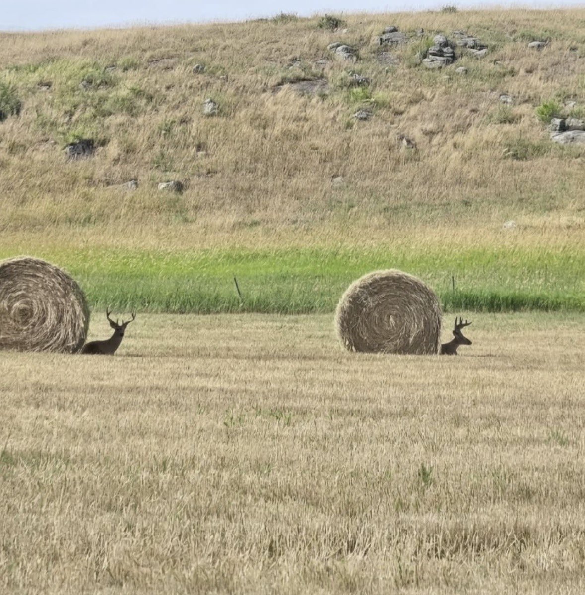 RespectfulMemes's tweet photo. The elusive prairie snail in the wild https://t.co/lITx2lqLvj