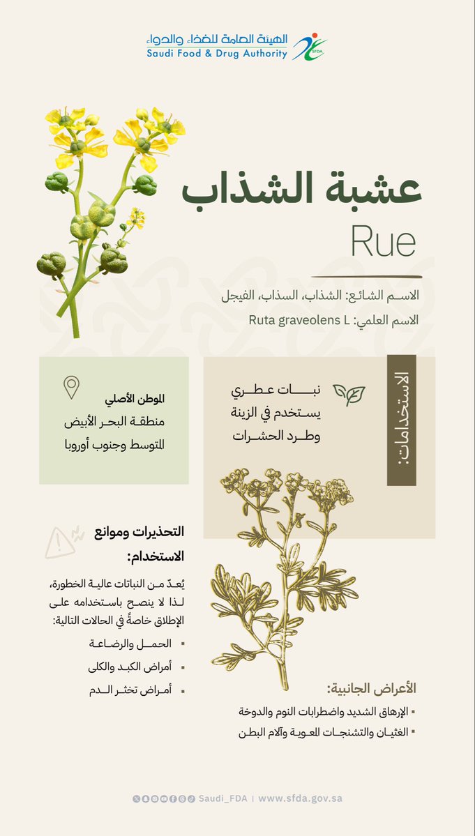Saudi_FDA's tweet photo. عشبة "الشذاب"، تُستخدم في الزينة وطرد الحشرات، إلّا أنها قد تحمل مخاطر صحية، خاصةً لدى بعض الفئات التي تستدعي حالتها الحذر من استخدامها.
#الغذاء_والدواء https://t.co/z0mo4BdTwD