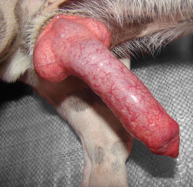 Zoocrib09's tweet photo. Special video requests from new subscribers 🤤🤤🤤
Now I’ve got cum in my nose 👃 ❤️💕

Link in bio to subscribe to my vip channel 
Pleasure awaits the Bold 💦💦💦
#gayzoo #zoophilia #cum #bottom #gaped #knot https://t.co/jKMmLEBHWa