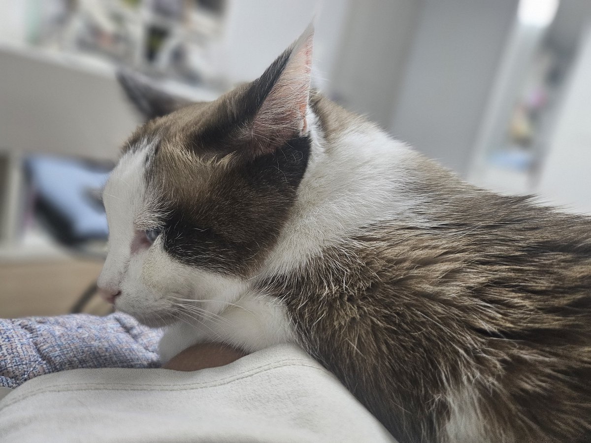 Mint_thecat's tweet photo. 민트 새로 생긴 습관: 팔베개 https://t.co/uzr9nlmuyG