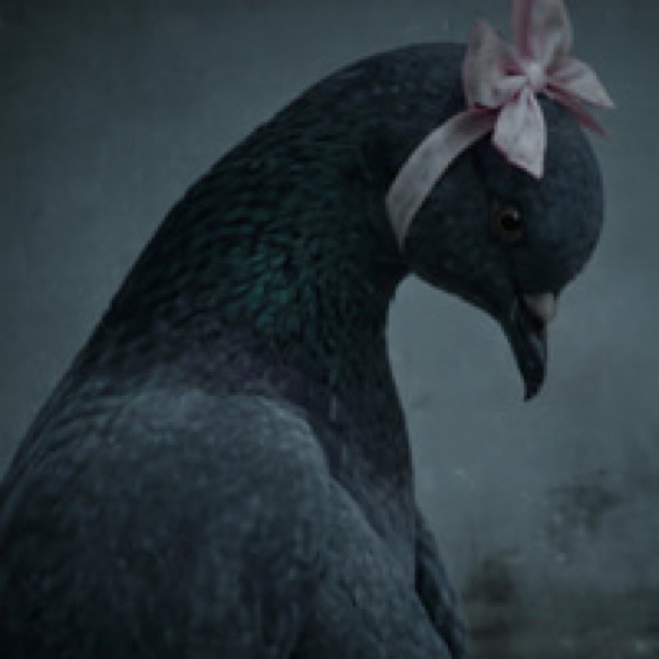 Tchikiflo37's tweet photo. Finally, wouldn't we all be $pigeon ? 

53rZTtfGghxqdd6qTeDdfS8MBqg2CTyQeLW1LHCRpump https://t.co/ybNlSRpu4V