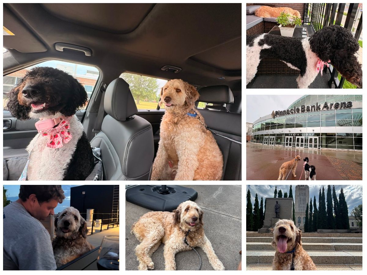 stfrancis_care's tweet photo. #PUPDATE Happy Tail Poppy (fka Aria-black) #SFCadopted 10/9/25 and her hooman parents went road trippin' to deliver Happy Tail Teddy (fka Hunter-golden) #SFCadopted 8/13/26. New Daddy says "He is the sweetest best boy. Loves walks, people watching, dog parks and cuddles!" #Purina https://t.co/2DR29IYroD