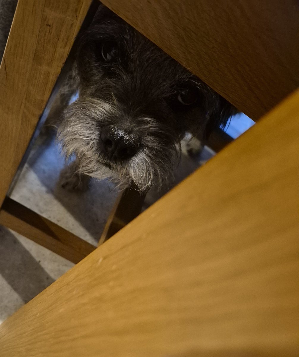 Nipper_BT's tweet photo. No! YOOS is hiding from the bitey gremlin! #BorderTerrier #BTPpsse #PuppyTails @GrumpygrumpsT https://t.co/ntc9vixr3t
