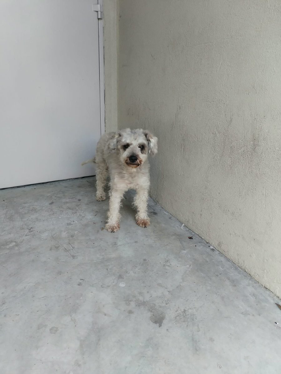 AlertaMePerdi's tweet photo. #PERDIDO #GUAYAQUIL
Nombre: #Toby
Fecha: 2026-09-06
Sector: Norte, Orquideas norte, visto en la farmacia que queda por el tía de mucho lote atrás del Mall del Norte 
Sexo: Macho
Raza: French
Observación: Bigotes negros
Contacto: 0990572388
¡Ayúdalo a volver 
 #AlertaMePerdí https://t.co/DftL1m8e1F