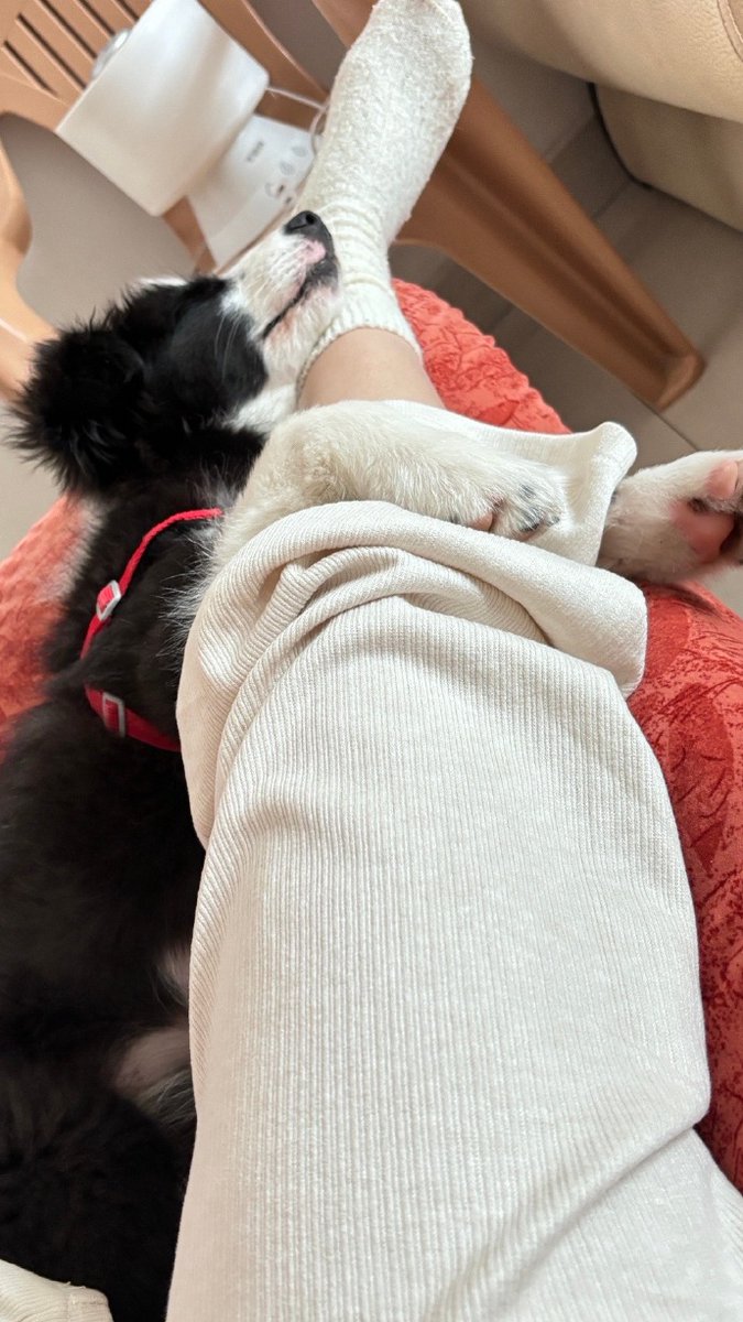 citrn026309's tweet photo. My tiny fur buddy curled up in my lap while I worked today—best coworker I could ask for! https://t.co/BR1knSjIZY