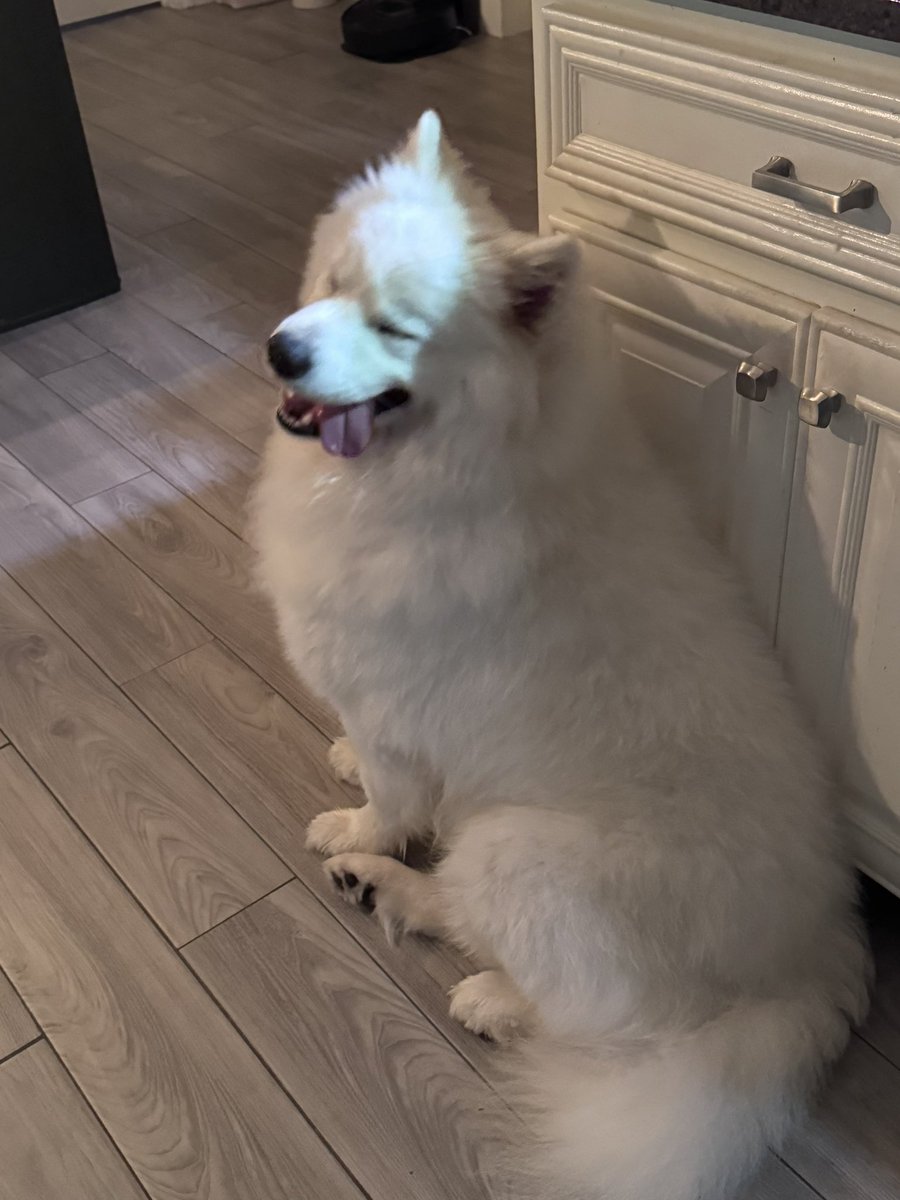 bacheboat's tweet photo. This creature is so darn cute but he can be so naughty. https://t.co/1wef7GLTBv