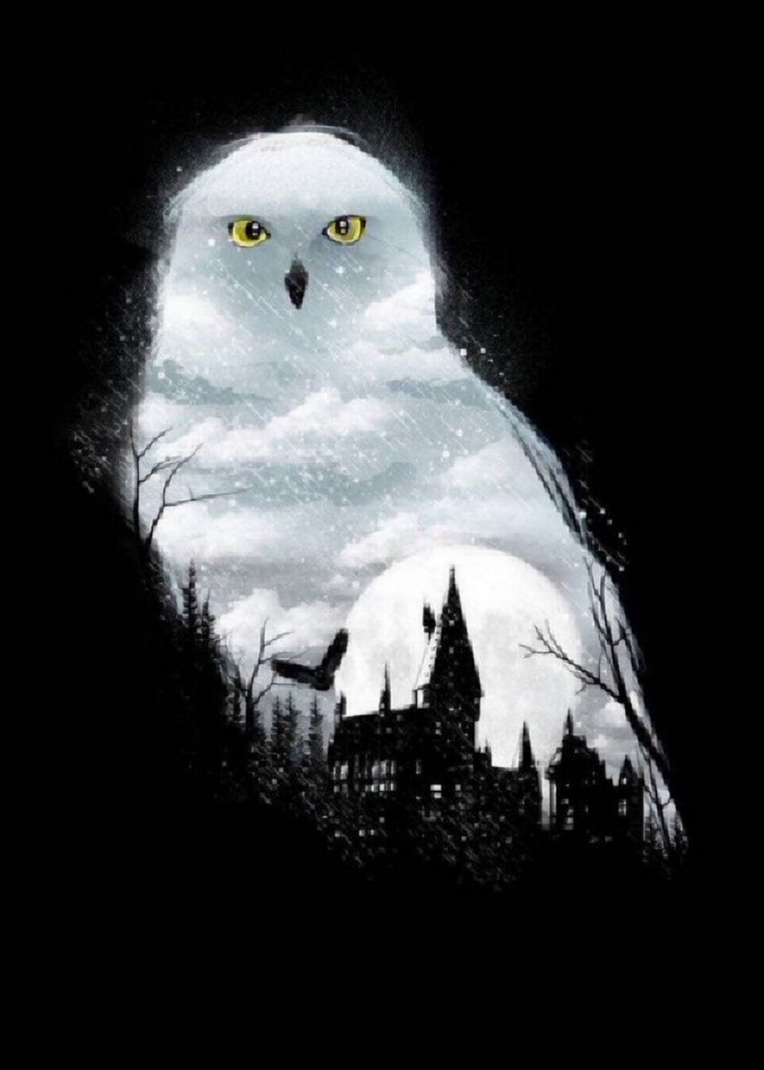 TheDailyHPotter's tweet photo. Hedwig 🦉 https://t.co/GyXJUiXBIQ