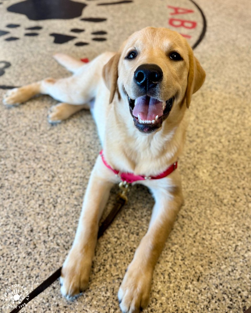 4PawsForAbility's tweet photo. From becoming the first organization in North America to place an autism assistance task-trained service dog with a child, to having placed over 2,000 service dogs, our story is filled with newfound independence and countless life-changing moments in countless lives. https://t.co/BqH3CtTM5W