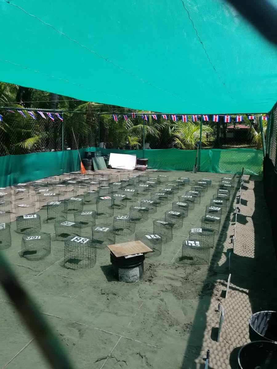 UPEACE's tweet photo. 🐢 Aprender también nos lleva fuera del aula.

Estudiantes de Ambiente, Desarrollo y Paz, cohorte 2025–2027, participaron en una gira opcional al Vivero de Tortuga Lora en Playa Bandera, Parrita, para conocer una iniciativa familiar de conservación.

#UPAZ #UPEACERS https://t.co/TuOqWpLzni