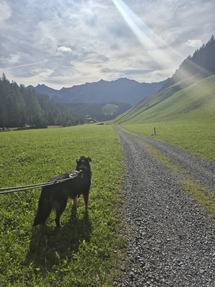 AlexDerWuff's tweet photo. @debbyundmehr Oh schön...❤️ Grüße von uns Dreien und speziell von mir so zu Berghund zu Berghund...🤗 https://t.co/AB3yU8MKzy
