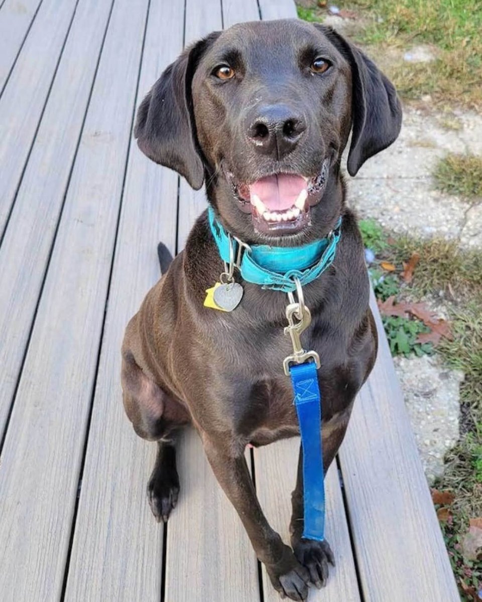 AnimalLeague's tweet photo. 💔 Max has spent more than half his life waiting for a second chance.

When Max (#LA0003) was just a puppy, he was adopted, only to be heartbreakingly returned five months later because he had "too much energy." That was more than four and a half years ago... and now, at 6 years old, Max is still waiting for someone to see the incredible dog he's become.

When Max first arrived, he was timid and unsure of the world around him. But thanks to the patience, training, and dedication of our Pet Behavior team, he's blossomed into a loyal, loving Labrador/Hound mix who has learned to trust and is ready to give his whole heart to the right person.

Max is happiest when he's stretching his legs, exploring, and then curling up beside his favorite human after a day of adventure. He's looking for an experienced adopter who can continue building his confidence, with a large fenced-in yard where he can run, play, and simply be a dog. Max would do best as the only pet in an adult-only home.

Every day, Max watches other dogs leave for their forever homes, wondering when it will finally be his turn.

We know his person is out there. Maybe they just haven't met him yet.

For more information on Max, please email RachelH@animalleague.org or come our Port Washington, NY Adoption Center and see why everyone who knows him believes he's worth the wait. His forever family could be just one visit away. 💛🐾

#AdoptMax #GetYourRescueOn #SecondChance