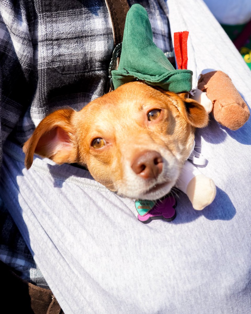 FOktoberfest's tweet photo. It’s DOG’S DAY at Fremont Oktoberfest 🐶🍻

Bring your pup, grab a beer, and spend the day at Dogtoberfest with our special friends at @heartofchelsea https://t.co/XdtO0u3S94