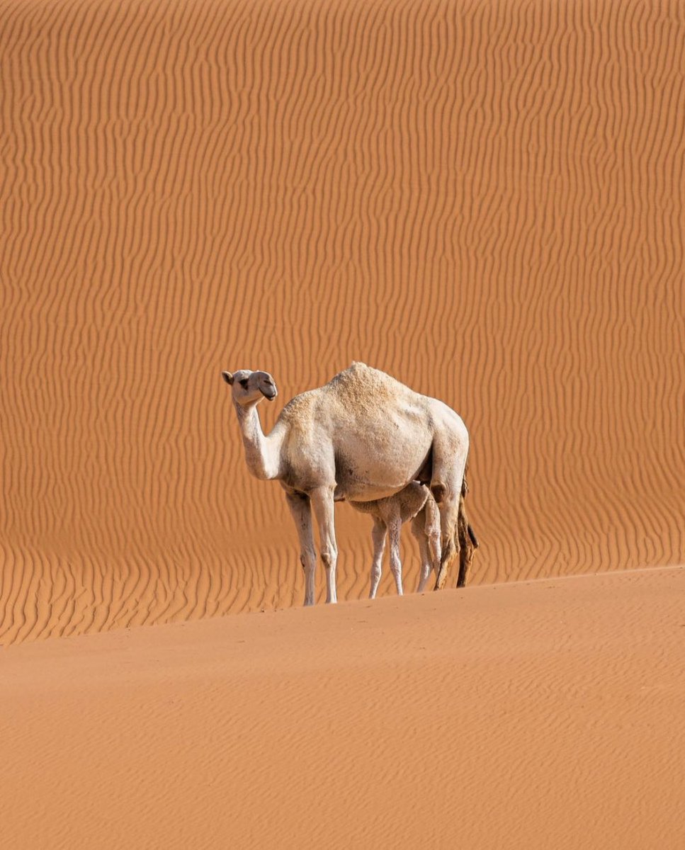 aseelswaid9's tweet photo. Saudi desert https://t.co/JU6yU7r1zb