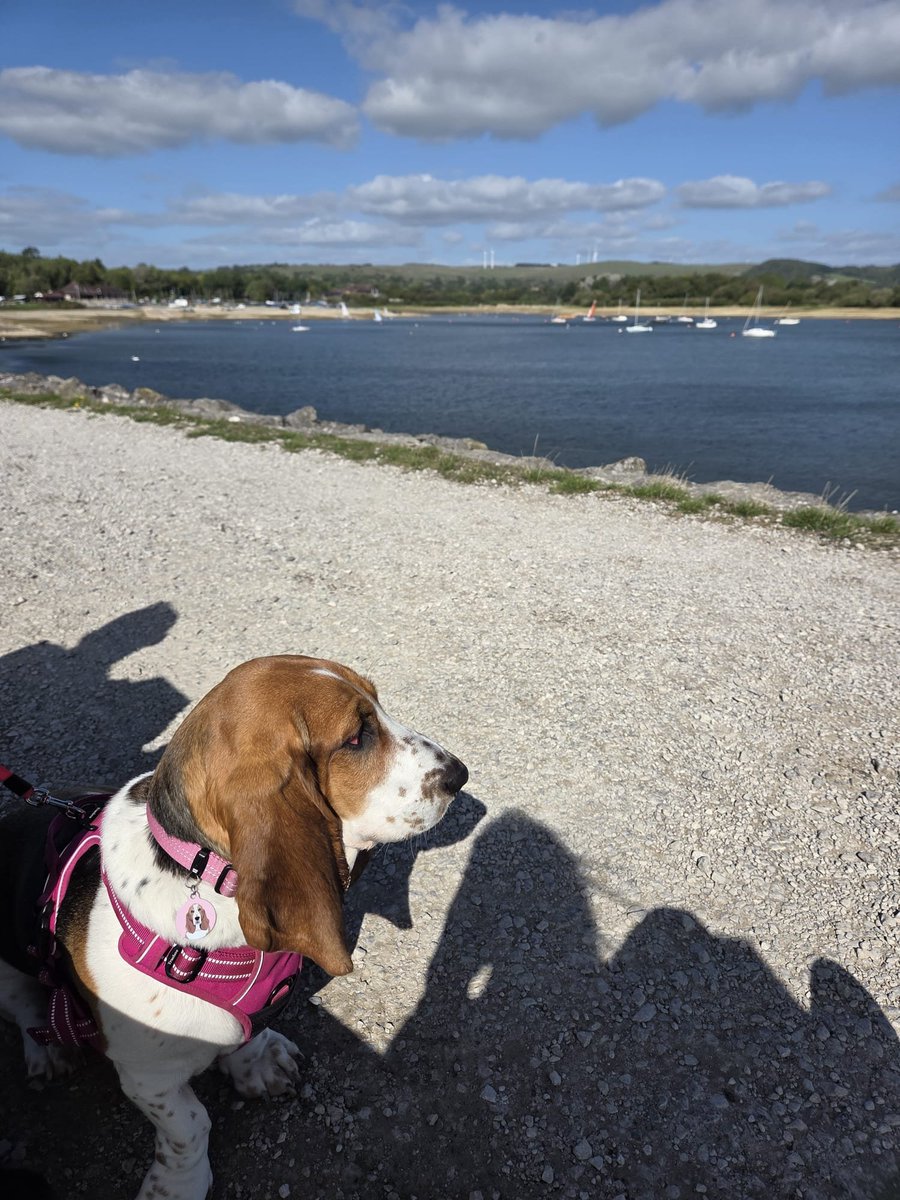 RubyMonster's tweet photo. A quick jaunt to Carsington Water perfect weather for a quick sail ( watching from a safe distance at least) https://t.co/wjIVdKWygm