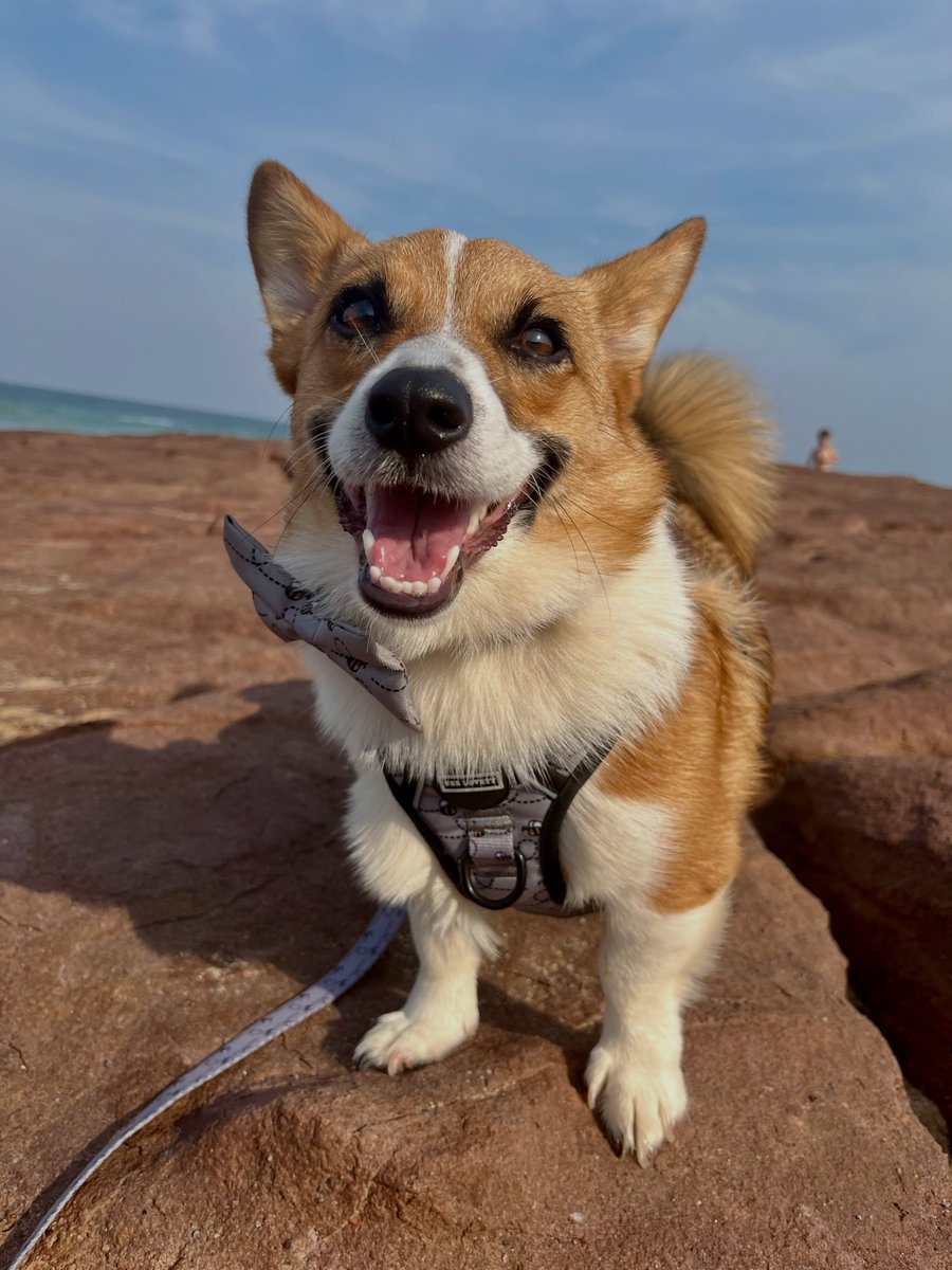 allanoficial's tweet photo. Sandy fur, matching gear, and crashing waves—the perfect afternoon. We dug in the sand, chased the shoreline, and turned heads in our Bee-You-Tiful harness set. Just soaking up the sun and living our best beach-bum lives. https://t.co/NHELpf8wpP